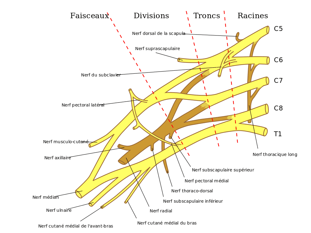 Plexus brachial anatomie