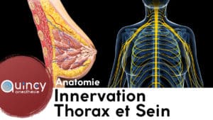 Innervation thorax et sein