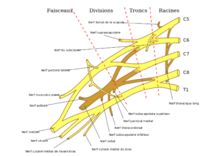 Plexus brachial anatomie